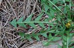 Common dandelion